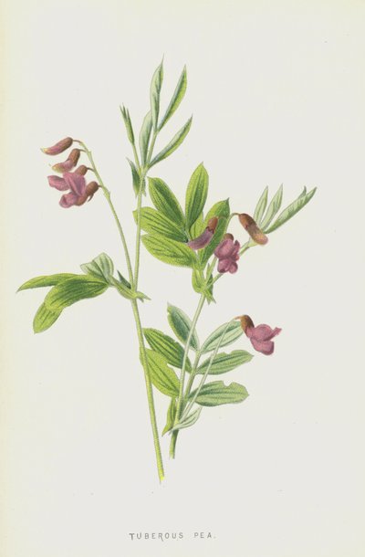 Ervilha Tuberosa (cromolitho) de Frederick Edward Hulme