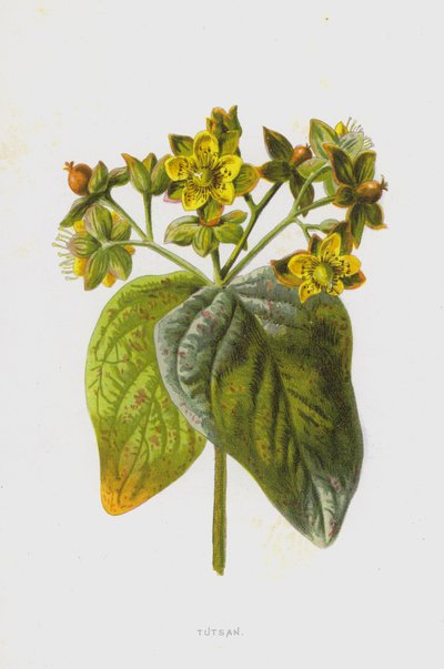 Tac (cromolitho) de Frederick Edward Hulme