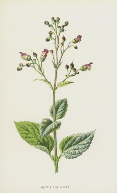 Hipericão (Chromolitho) de Frederick Edward Hulme