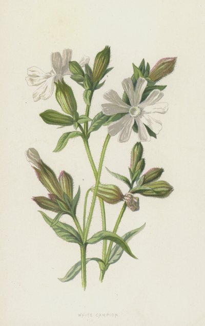 Campion Branco (cromolitho) de Frederick Edward Hulme