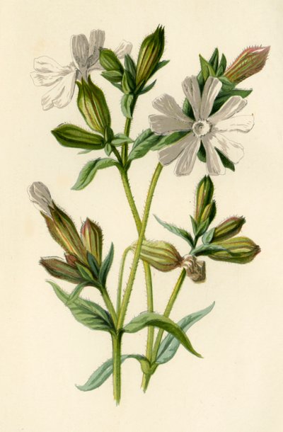 Campion Branco, 1877. de Frederick Edward Hulme