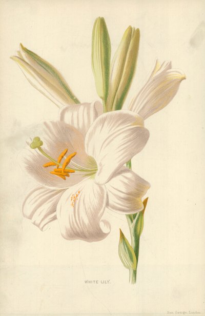 Lírio branco de Frederick Edward Hulme