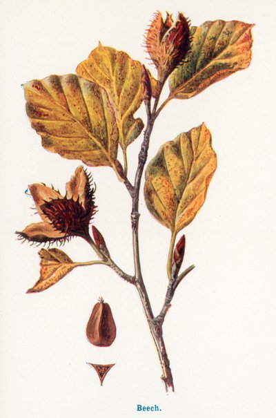 Frutos silvestres do campo: Faia (litografia a cores) de Frederick Edward Hulme