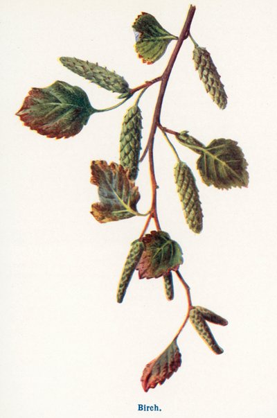 Frutos silvestres do campo: Bétula (litografia a cores) de Frederick Edward Hulme