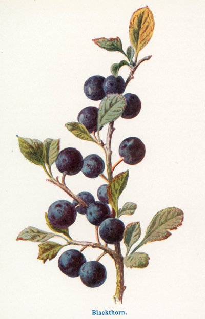 Frutos silvestres do campo: Espinheiro-negro (litografia a cores) de Frederick Edward Hulme