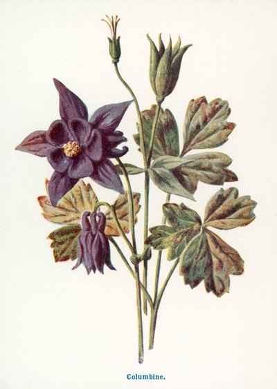  de Frederick Edward Hulme