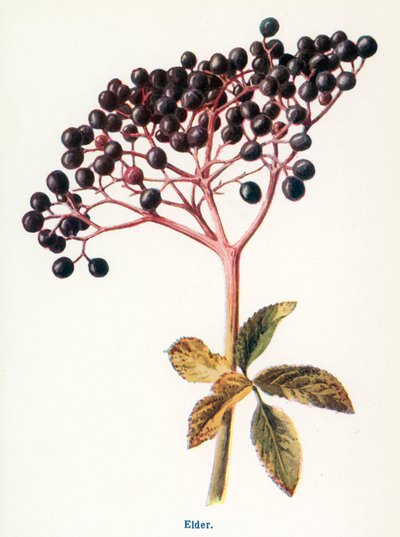 Frutos silvestres do campo: Sabugueiro (litografia a cores) de Frederick Edward Hulme
