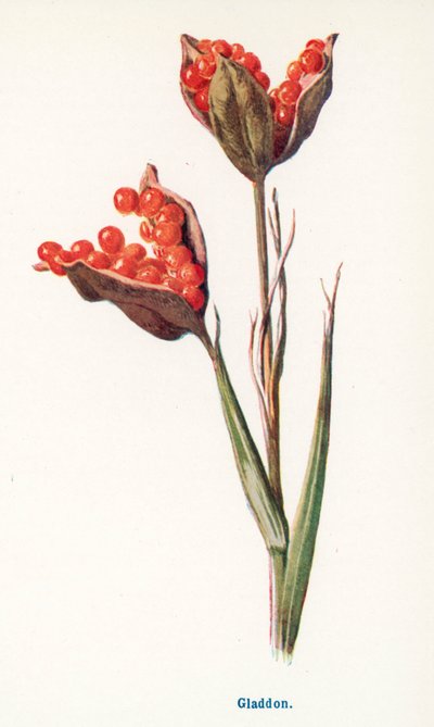  de Frederick Edward Hulme