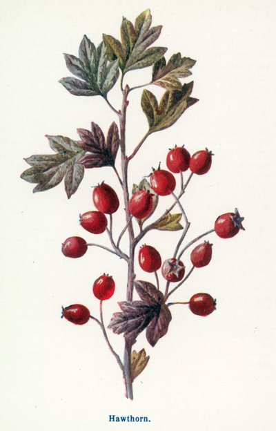 Frutos silvestres do campo: Espinheiro (litografia a cores) de Frederick Edward Hulme