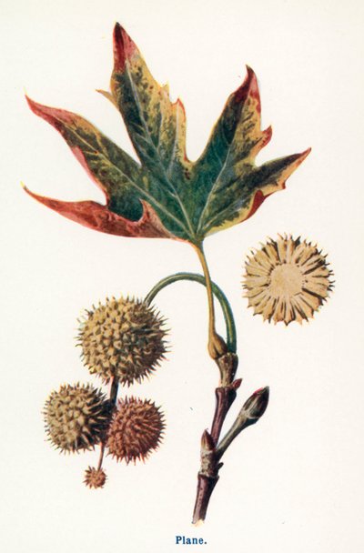 de Frederick Edward Hulme