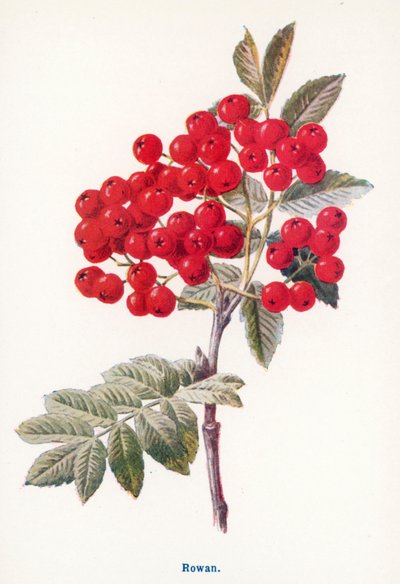 Frutos silvestres do campo: Rowan (litografia a cores) de Frederick Edward Hulme