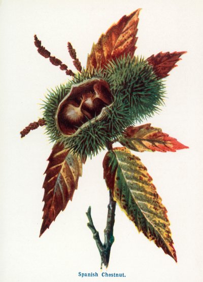 Frutos silvestres do campo: Castanha espanhola (litografia a cores) de Frederick Edward Hulme