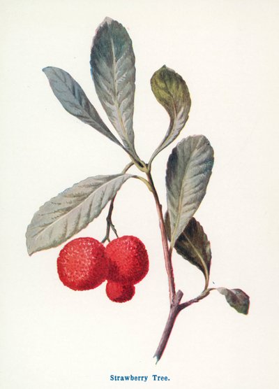 Frutos silvestres do campo: Medronheiro (litografia a cores) de Frederick Edward Hulme