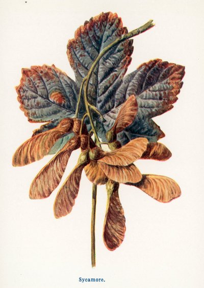 Frutos silvestres do campo: Plátano (litografia a cores) de Frederick Edward Hulme