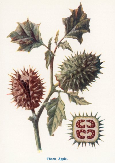  de Frederick Edward Hulme