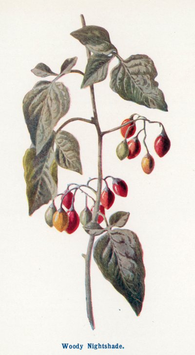 Frutos silvestres do campo: Beladona (litografia a cores) de Frederick Edward Hulme