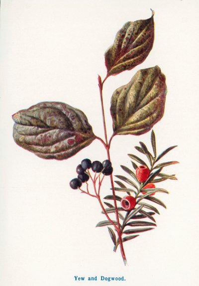 Frutos silvestres do campo: Teixo e Dogwood (litografia a cores) de Frederick Edward Hulme