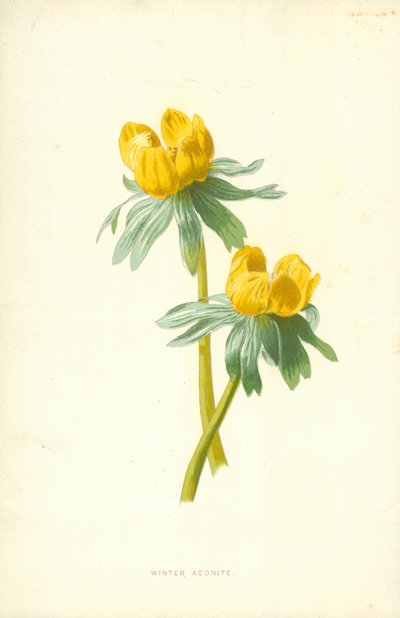 Aconite de inverno de Frederick Edward Hulme