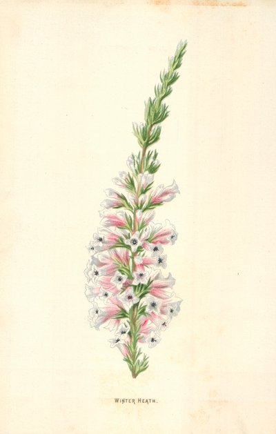 Heath inverno de Frederick Edward Hulme