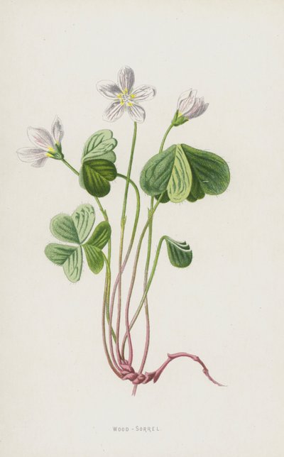 Madeira-alazão (cromolitho) de Frederick Edward Hulme