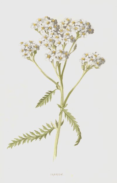 Yarrow (cromolitho) de Frederick Edward Hulme