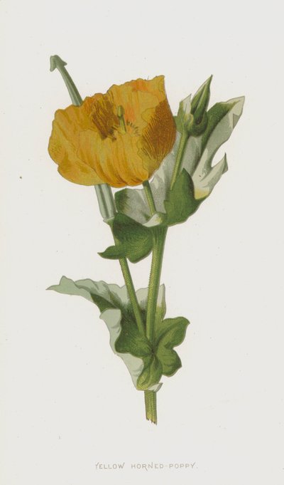 Chifre-de-papo-amarelo (chromolitho) de Frederick Edward Hulme