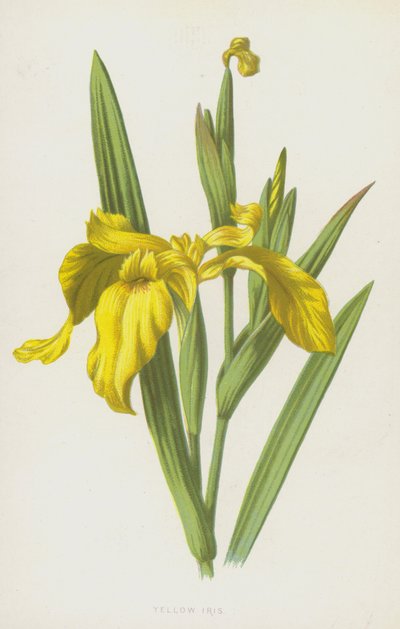 Íris amarela (cromolitho) de Frederick Edward Hulme