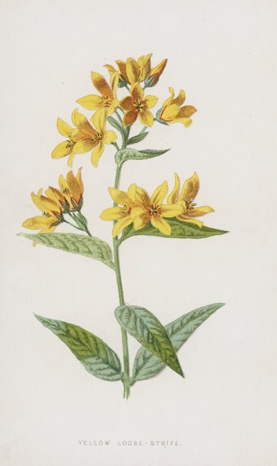 Loose-Strife Amarelo (cromolitho) de Frederick Edward Hulme