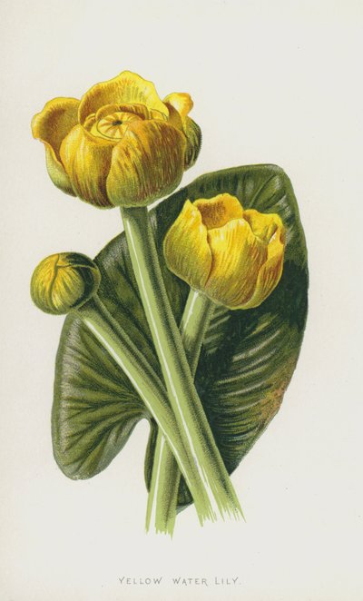 Lírio de água amarela (chromolitho) de Frederick Edward Hulme