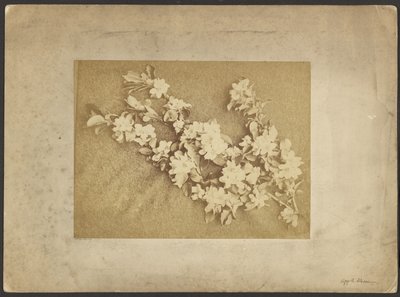Flor de macieira de Frederick H. Hollyer
