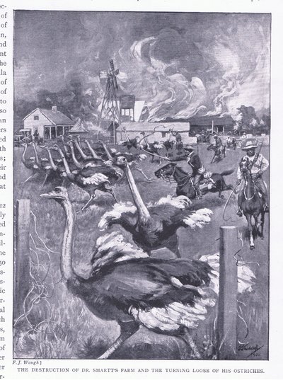 A destruição da fazenda do Dr. Smarts e a reviravolta dos avestruzes, de After Pretoria: The Guerilla War, publicado pela Harmsworth Bros Limited, 1901 de Frederick Judd Waugh