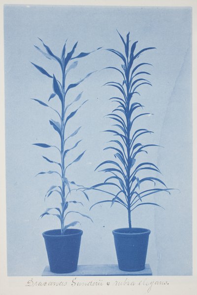 Draconas Sunderii et rubia elogans, finais do século XIX e início do século XX (cianótipo em papel tecido de creme) de Frederick K. Coulson