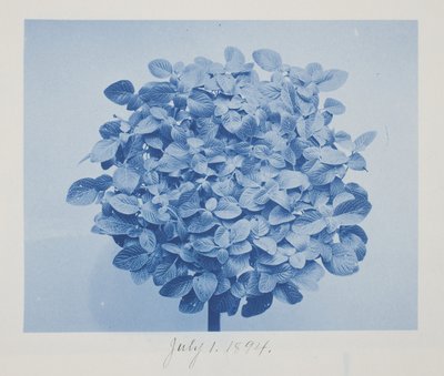 Sem título, 1 de julho de Frederick K. Coulson