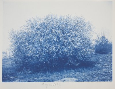 Sem título, 11 de maio de Frederick K. Coulson