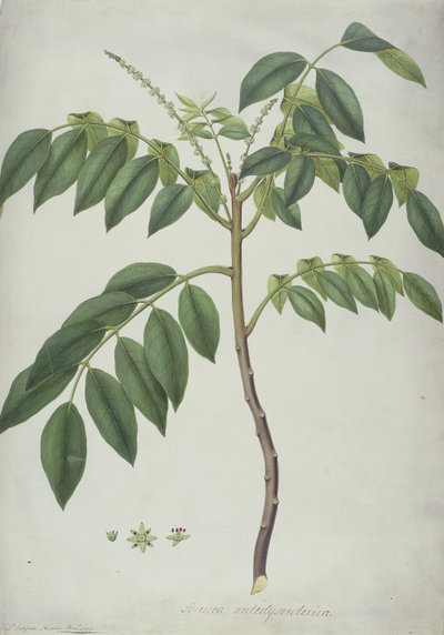 Brucea Antidysenterica, 1777 (wc e bc sobre grafite aveludado) de Frederick Polydor Nodder