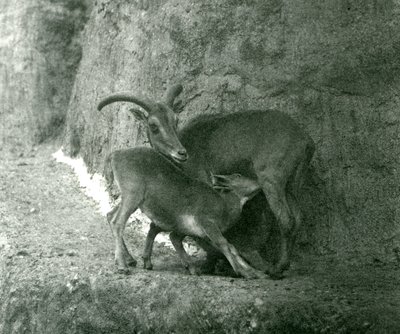 A Sheep BarbaryAoudadWaddanAruiArruis alimentando seu cordeiro no Mappin Terraces, London Zoo, em agosto de 1927 de Frederick William Bond