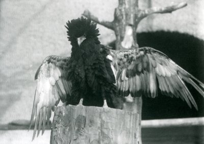Águia Bateleur, fica, ligado, um, toco árvore, e, espalhe, seu, asas, londres, jardim zoológico, 1925 de Frederick William Bond