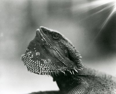Um Lagarto Barbudo a olhar para o Jardim Zoológico de Londres em 1930 (foto a p/b) de Frederick William Bond
