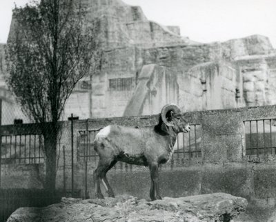 Um carneiro Bighorn Sheep em pé sobre uma rocha, olhando para o seu recinto aos pés do Mappin Terraces, Jardim Zoológico de Londres. 1931 (foto a p/b) de Frederick William Bond
