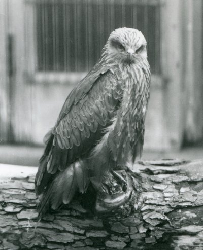 Uma pipa preta descansando em um tronco, Jardim Zoológico de Londres, agosto de 1926 (foto a p/b) de Frederick William Bond