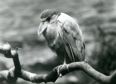Uma garça-de-bico-bote, ou Boatbill, sentada em um galho no zoológico de Londres, em junho de 1924 de Frederick William Bond