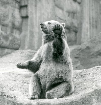 Um urso pardo sentado em uma borda rochosa, acenando uma de suas patas dianteiras, o zoológico de Londres, em setembro de 1927 de Frederick William Bond