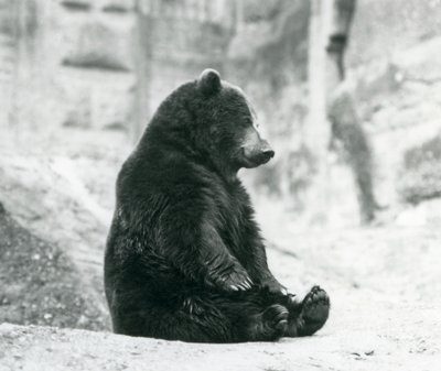 Um urso pardo sentado nas rochas dos terraços de Mappin, zoológico de Londres, em junho de 1928 de Frederick William Bond