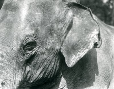 Um elefante birmanês, zoológico de Londres, setembro de 1926 de Frederick William Bond