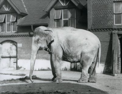 Um Elefante birmanês à porta da Casa do Elefante, Jardim Zoológico de Londres de Frederick William Bond