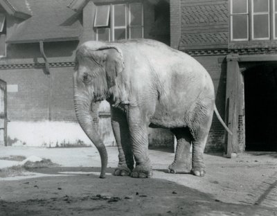 Um Elefante birmanês à porta da Casa do Elefante no Jardim Zoológico de Londres em 1929 (foto a p/b) de Frederick William Bond