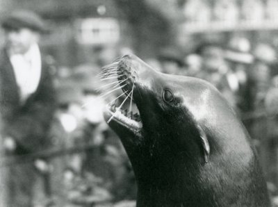 Leão marinho da Califórnia no Zoológico de Londres, outubro de 1924 de Frederick William Bond