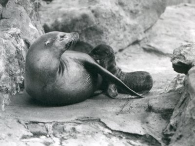 Um leão-marinho da Califórnia amamentando seu filhote de uma hora, o Zoológico de Londres, em julho de 1925 de Frederick William Bond