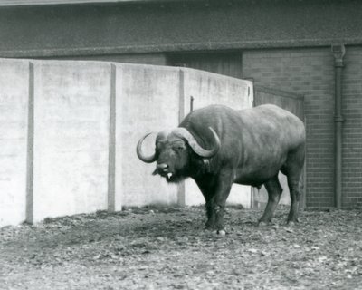 Um touro búfalo do Cabo/Africano em pé sobre terra nua, junto à parede de betão do seu recinto no Jardim Zoológico de Londres em 1928 (foto a p/b) de Frederick William Bond