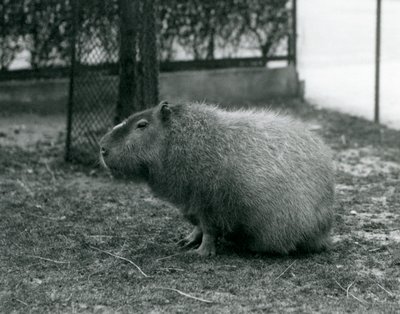 A Capivara em seu recinto no Zoológico de Londres em junho de 1927 de Frederick William Bond